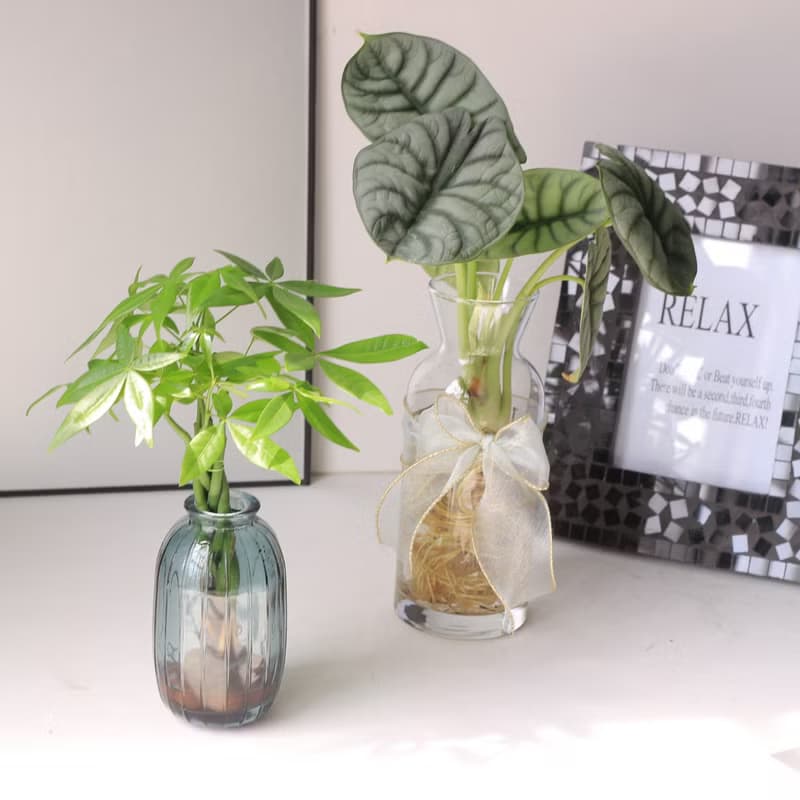 水培植栽│發財樹_室內植物 辦公室盆栽  求財心安樹 店內擺設