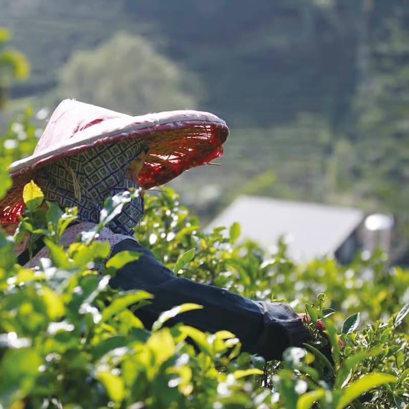 【台灣茶禮】台灣山茶禮盒-尋茶人(茶葉+茶包+志野燒茶碗