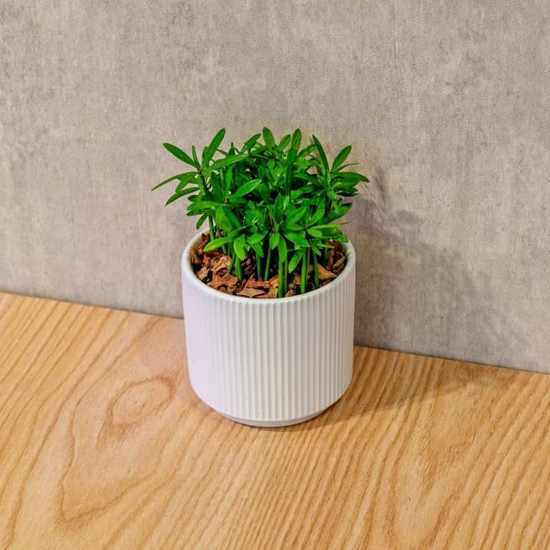小葉羅漢松 莫蘭迪色系直紋陶盆 室內植物 觀葉植物 禮物 盆栽