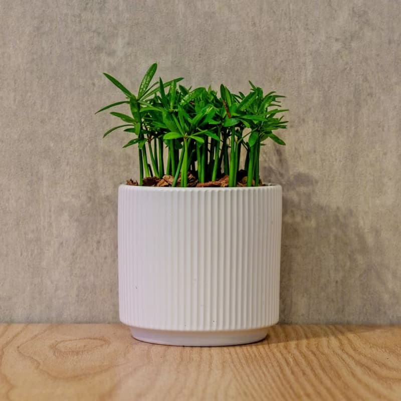 小葉羅漢松 莫蘭迪色系直紋陶盆 室內植物 觀葉植物 禮物 盆栽