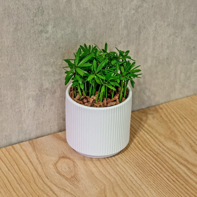 小葉羅漢松 莫蘭迪色系直紋陶盆 室內植物 觀葉植物 禮物 盆栽