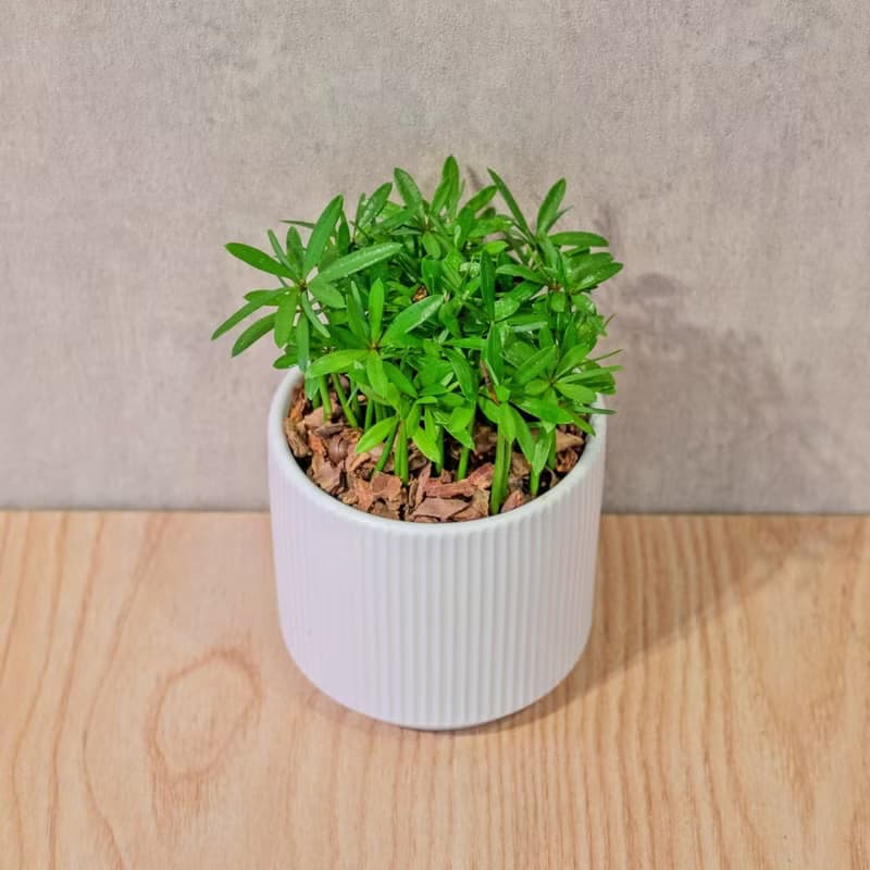 小葉羅漢松 莫蘭迪色系直紋陶盆 室內植物 觀葉植物 禮物 盆栽