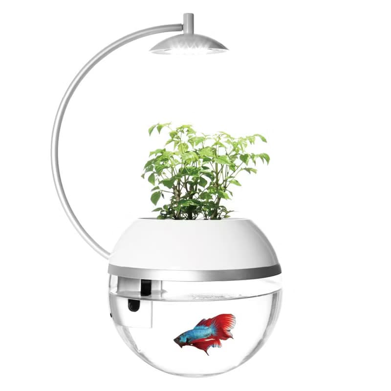 香草與魚Herb&Fish X