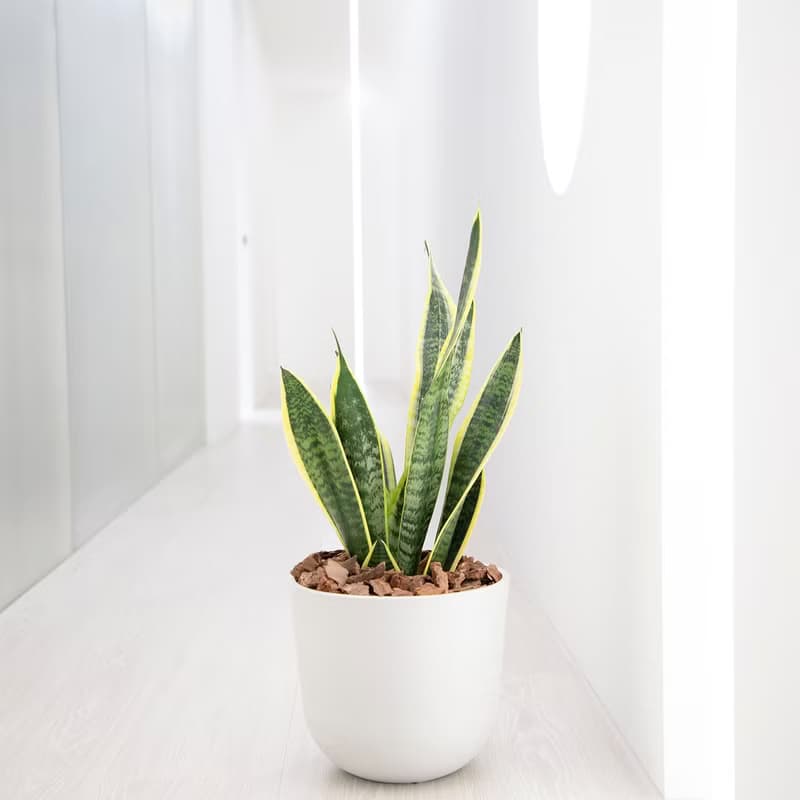 【室內盆栽】虎尾蘭盆栽 (中型)  觀葉植物 盆栽 開幕送禮 喬遷