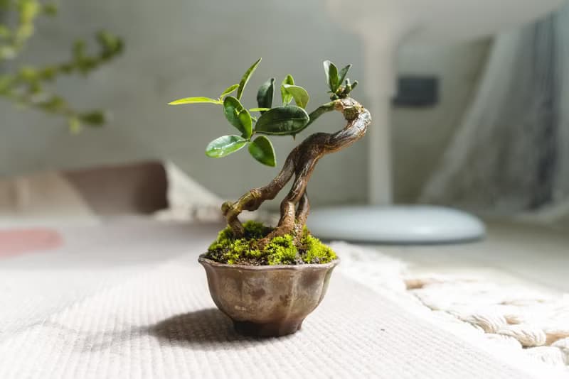 迷你金豆柑盆栽 高級樹種生長緩慢 會開花結果
