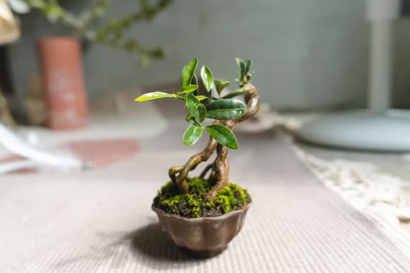 迷你金豆柑盆栽 高級樹種生長緩慢 會開花結果