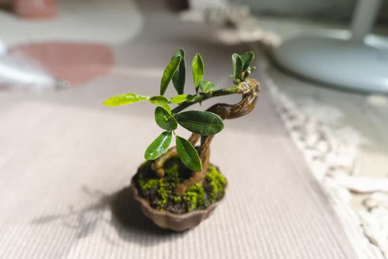 迷你金豆柑盆栽 高級樹種生長緩慢 會開花結果