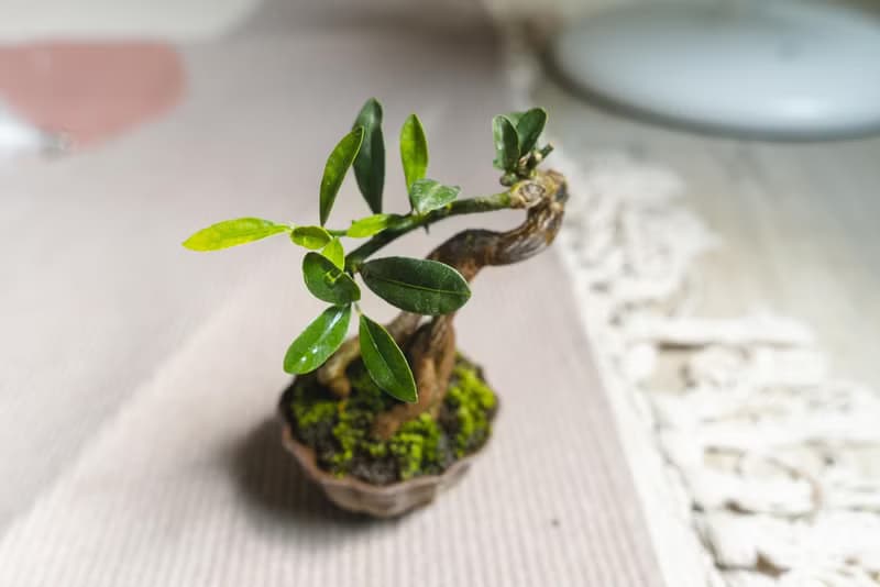 迷你金豆柑盆栽 高級樹種生長緩慢 會開花結果