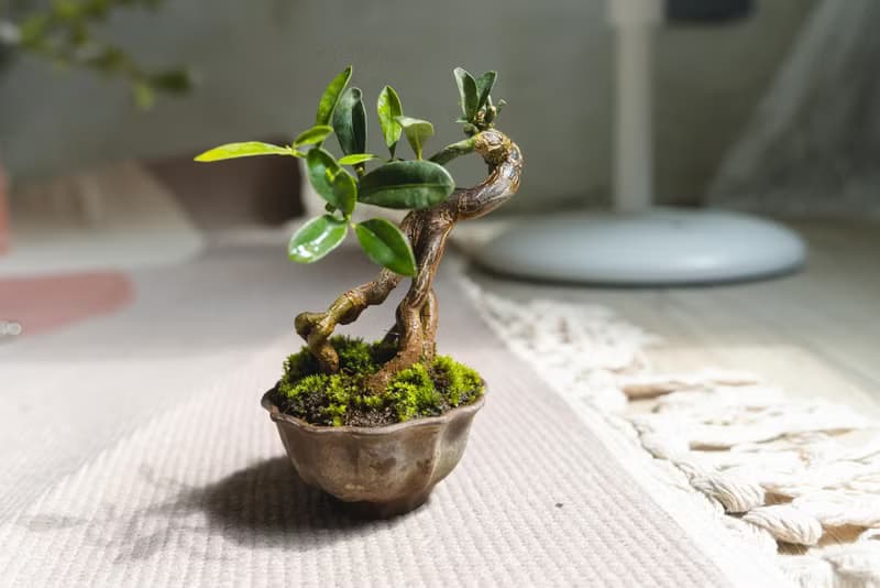 迷你金豆柑盆栽 高級樹種生長緩慢 會開花結果