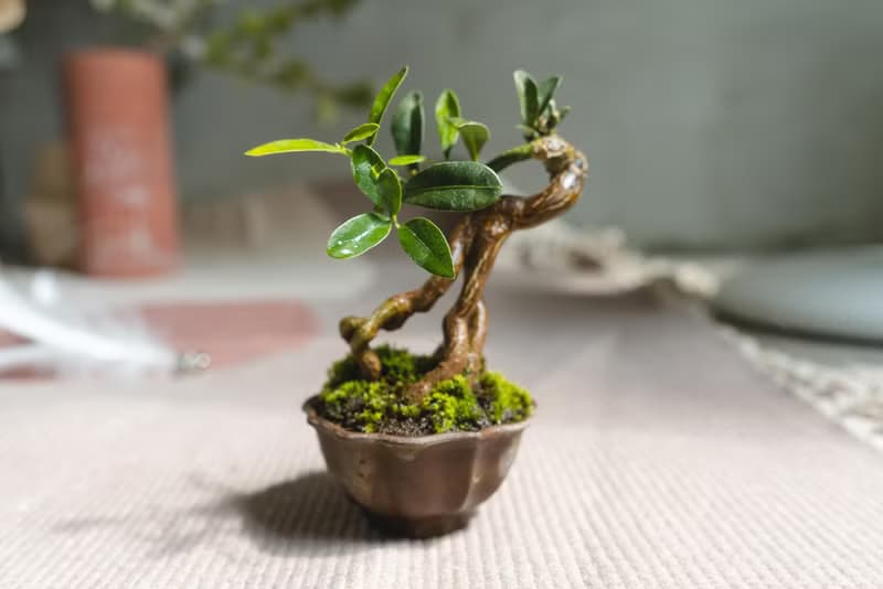 迷你金豆柑盆栽 高級樹種生長緩慢 會開花結果