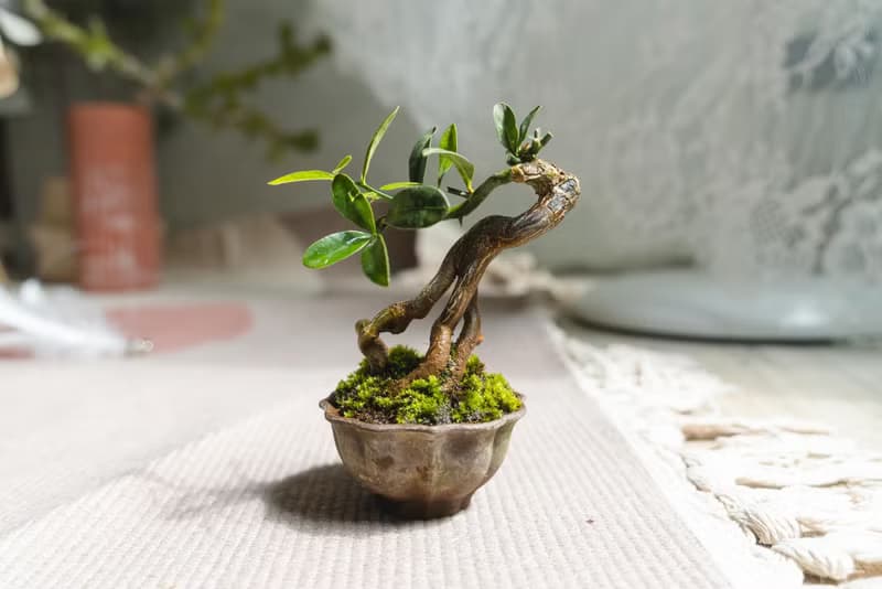 迷你金豆柑盆栽 高級樹種生長緩慢 會開花結果