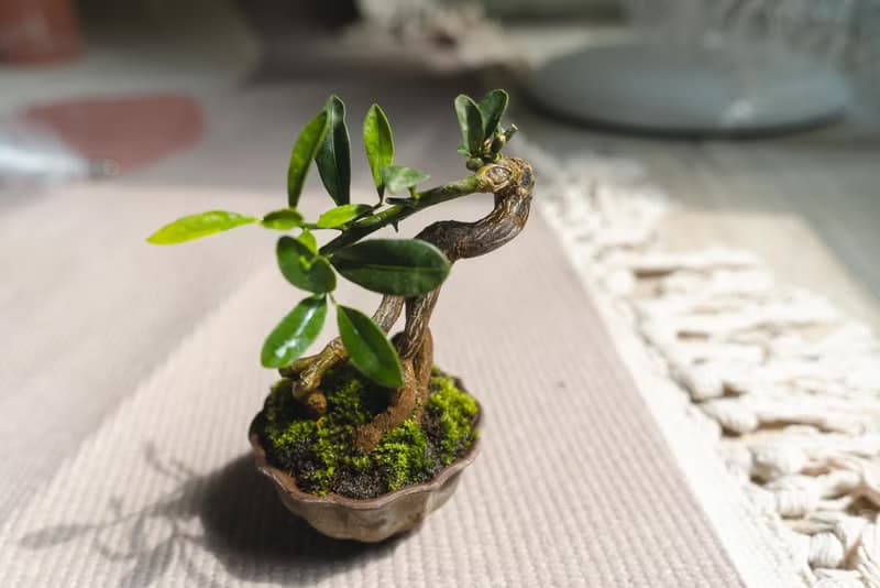 迷你金豆柑盆栽 高級樹種生長緩慢 會開花結果