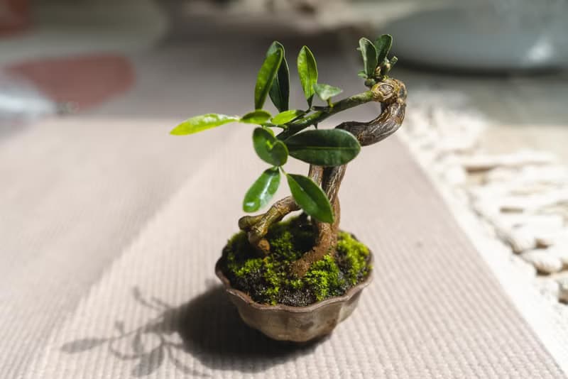 迷你金豆柑盆栽 高級樹種生長緩慢 會開花結果