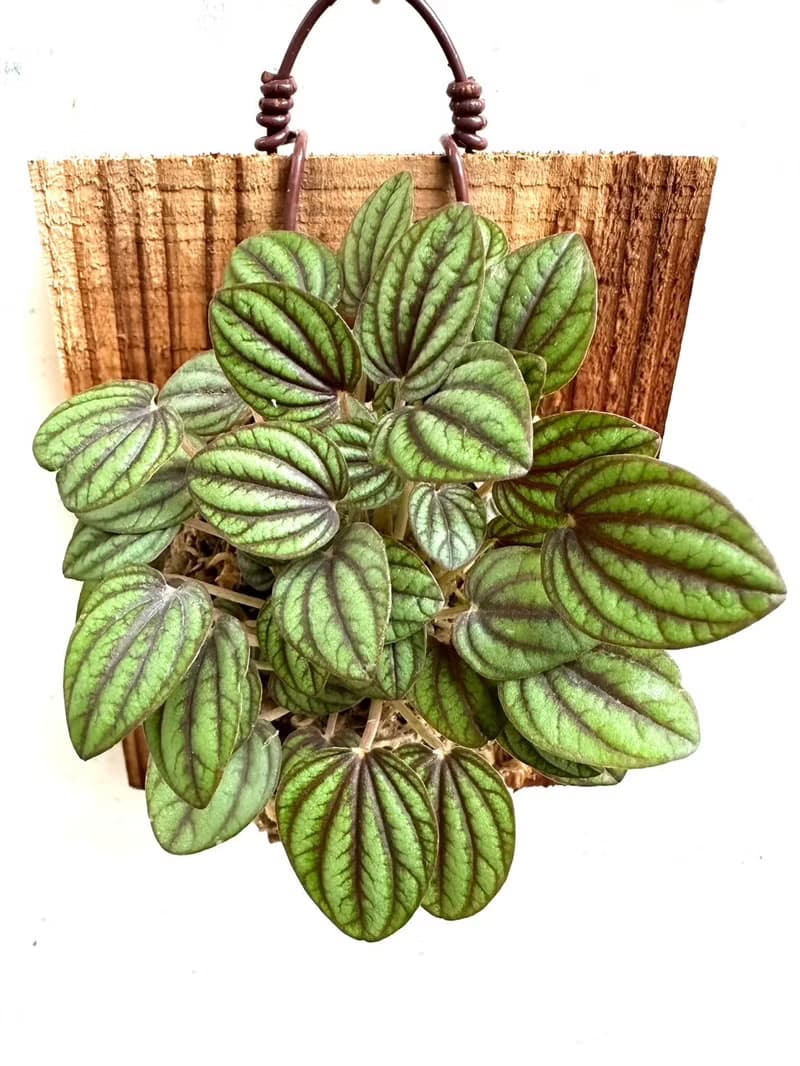 【孔雀椒草】植物上板 開幕送禮 開幕 觀葉植物 室內植物 上板