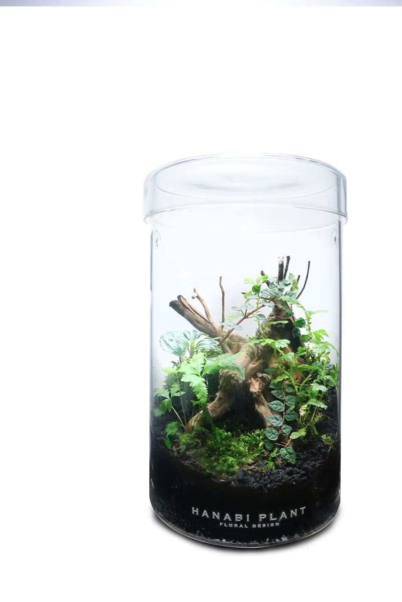 【訂製】蕨醒經典生態瓶-經典直筒(中)