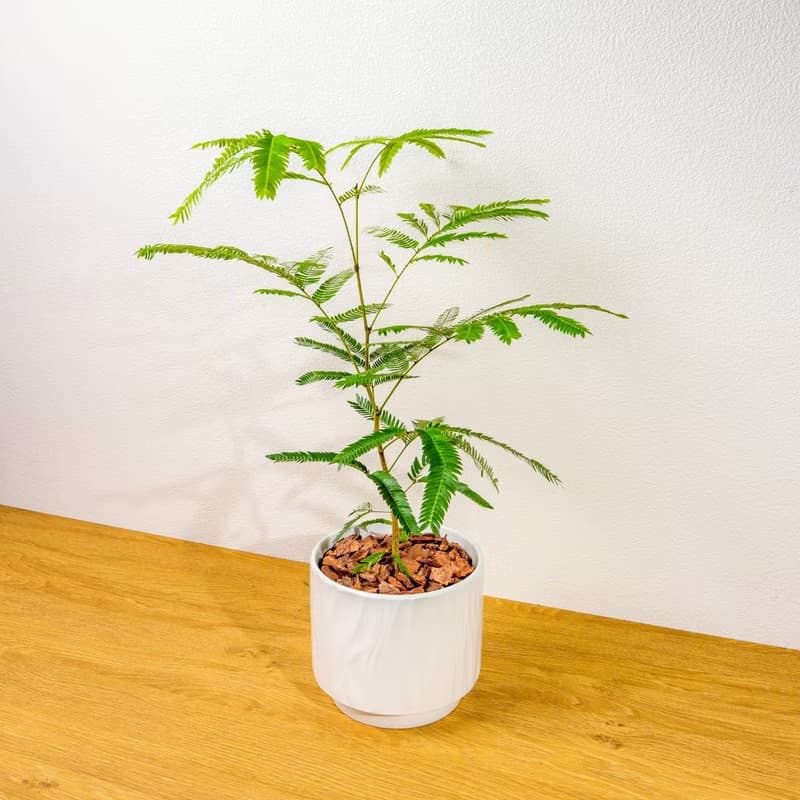 小豆樹 流線白陶盆栽 開幕盆栽推薦 桌上盆栽 送禮