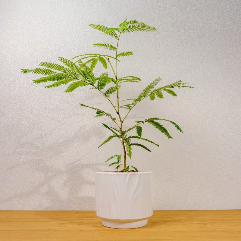小豆樹 流線白陶盆栽 開幕盆栽推薦 桌上盆栽 送禮