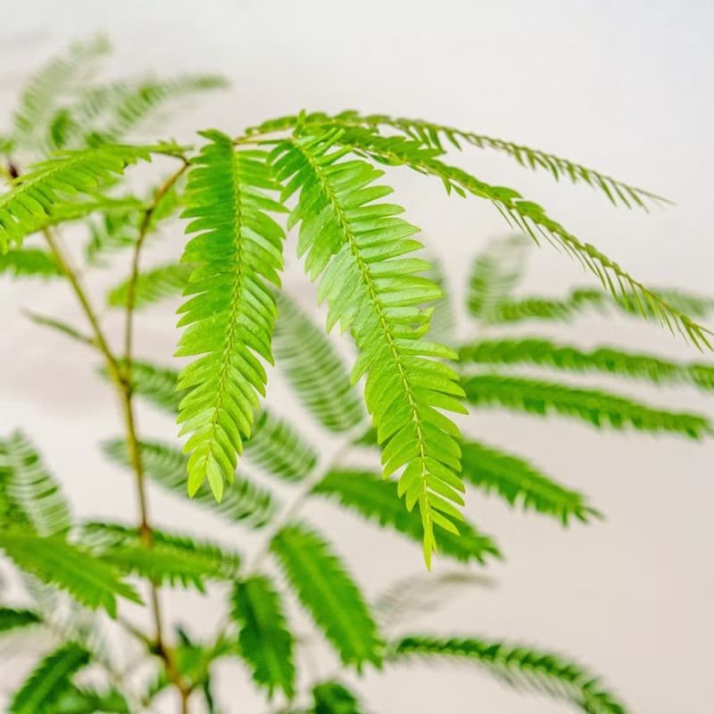 小豆樹 流線白陶盆栽 開幕盆栽推薦 桌上盆栽 送禮