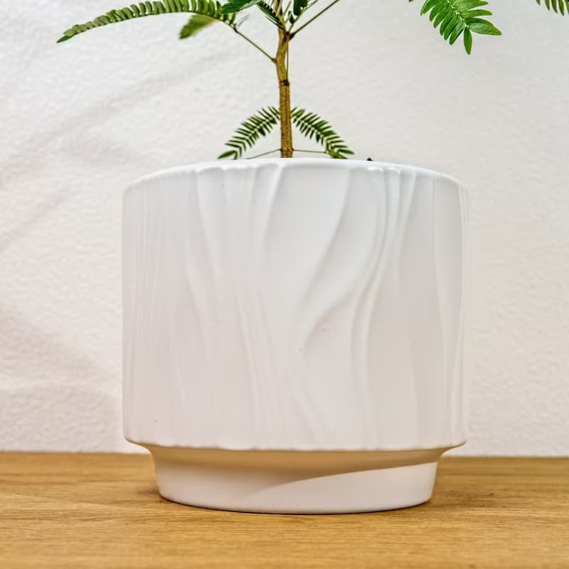 小豆樹 流線白陶盆栽 開幕盆栽推薦 桌上盆栽 送禮