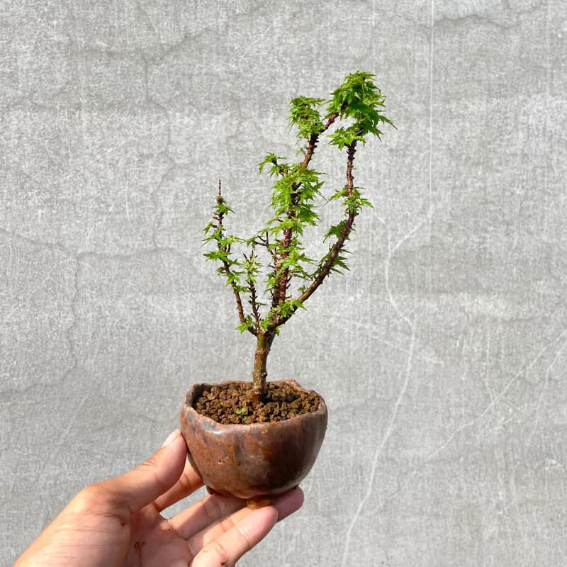 小品盆栽-日本山槭 琴姬 盆景 送禮