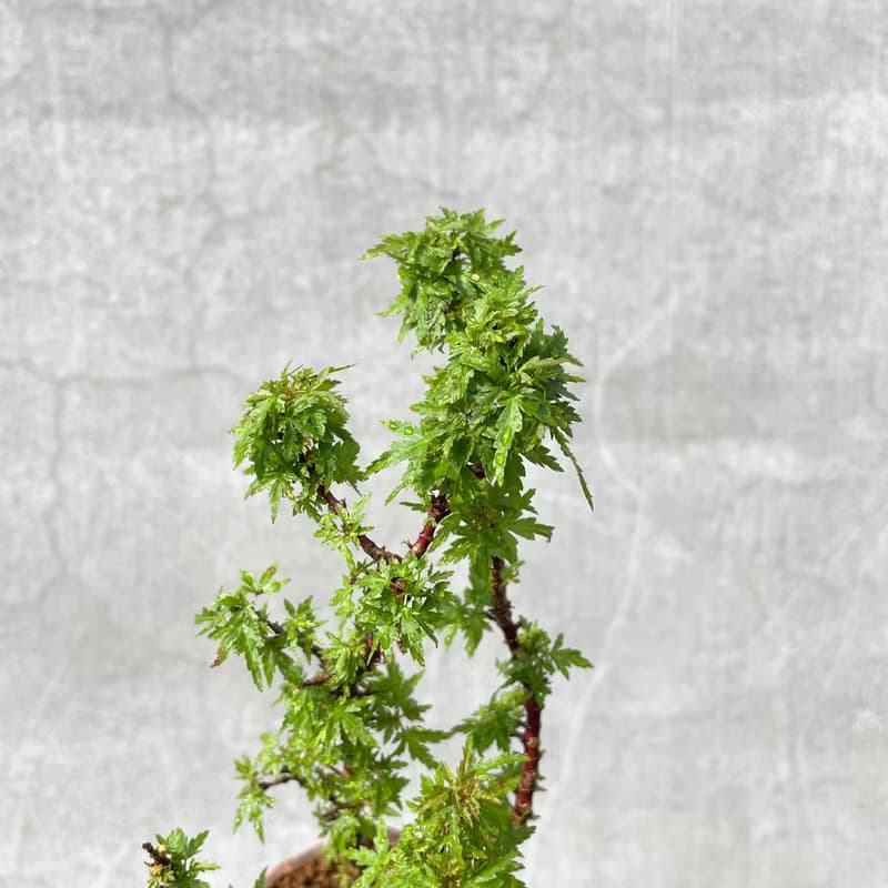 小品盆栽-日本山槭 琴姬 盆景 送禮
