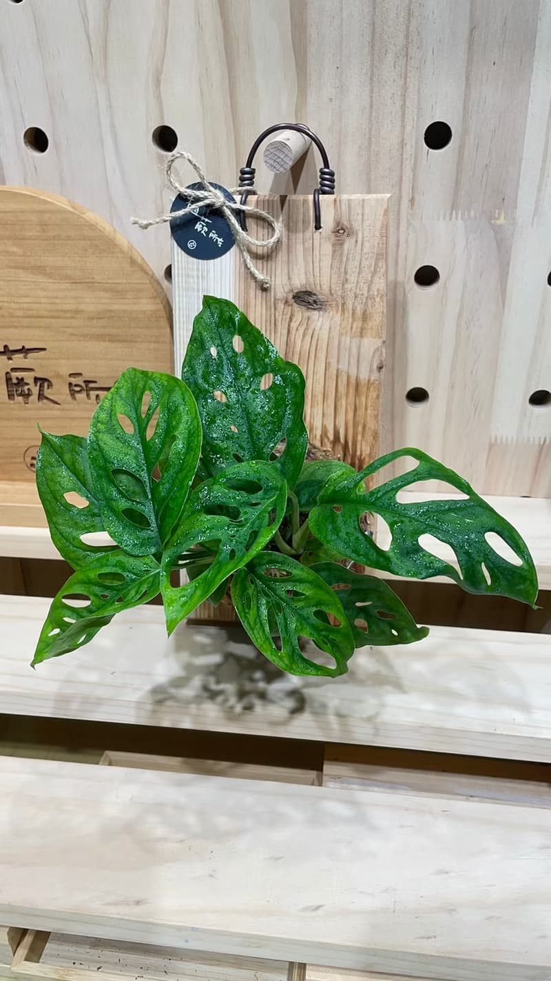 【植蕨所在】 洞洞蔓綠絨 水苔球 觀葉植物 室內植物 居家擺設