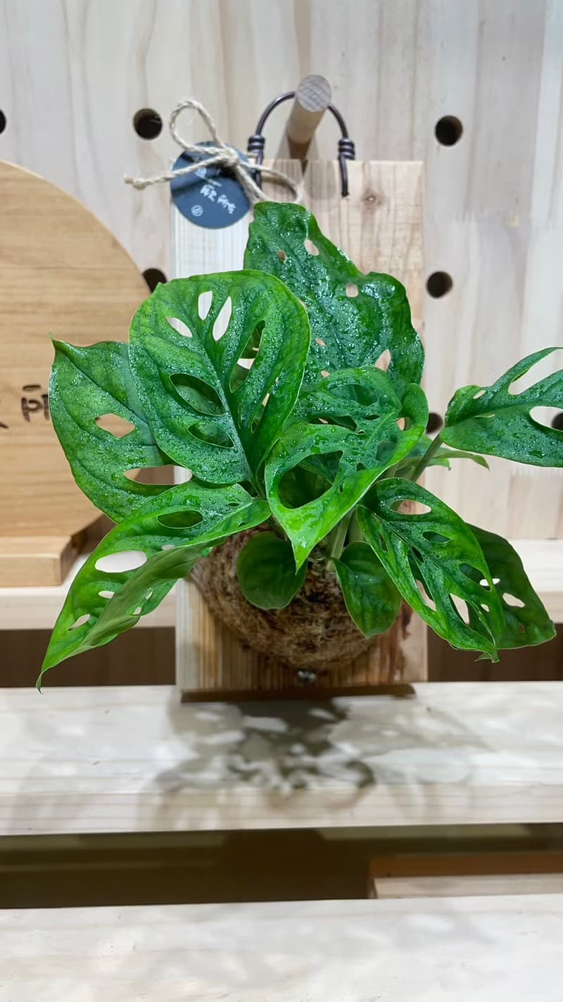 【植蕨所在】 洞洞蔓綠絨 水苔球 觀葉植物 室內植物 居家擺設