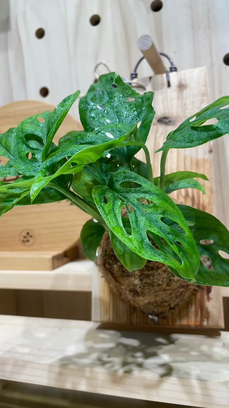 【植蕨所在】 洞洞蔓綠絨 水苔球 觀葉植物 室內植物 居家擺設