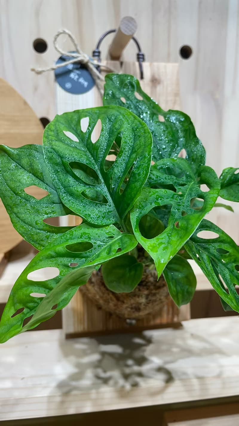 【植蕨所在】 洞洞蔓綠絨 水苔球 觀葉植物 室內植物 居家擺設