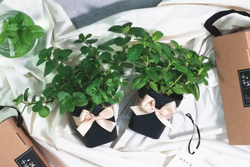 香橙薄荷+尼德蘭薄荷清新泡茶組合