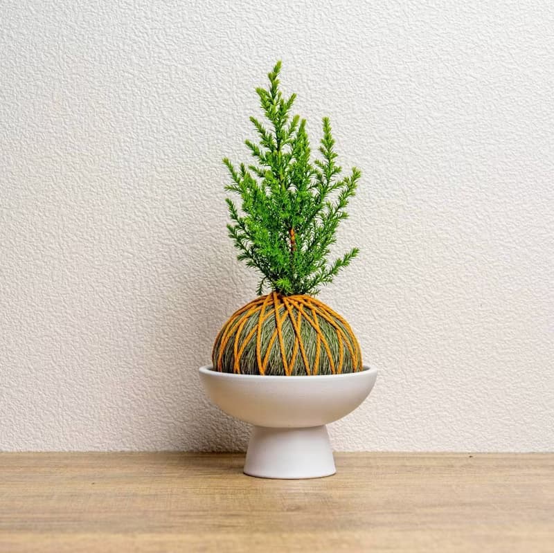 苔球植物 香冠柏墨綠苔球加磨砂高腳缽 苔球 苔玉 禮物 送禮