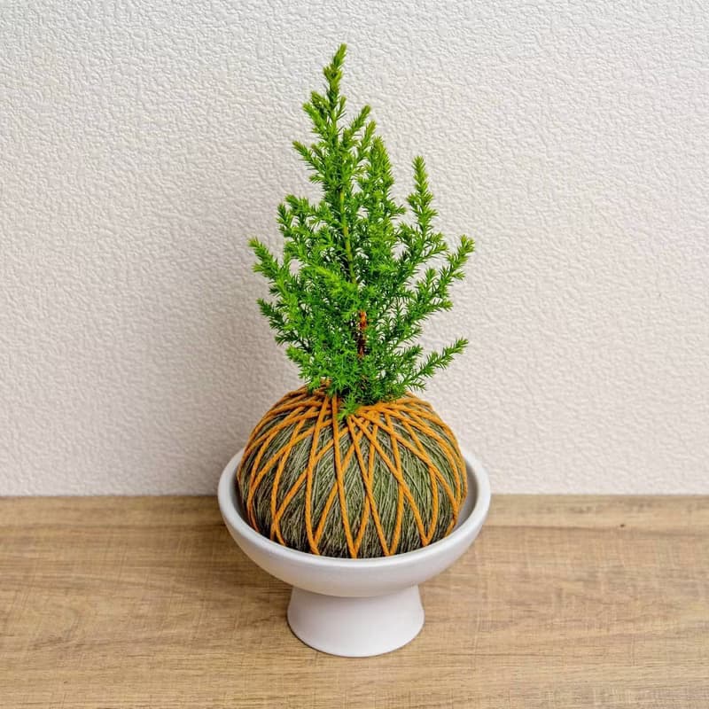 苔球植物 香冠柏墨綠苔球加磨砂高腳缽 苔球 苔玉 禮物 送禮