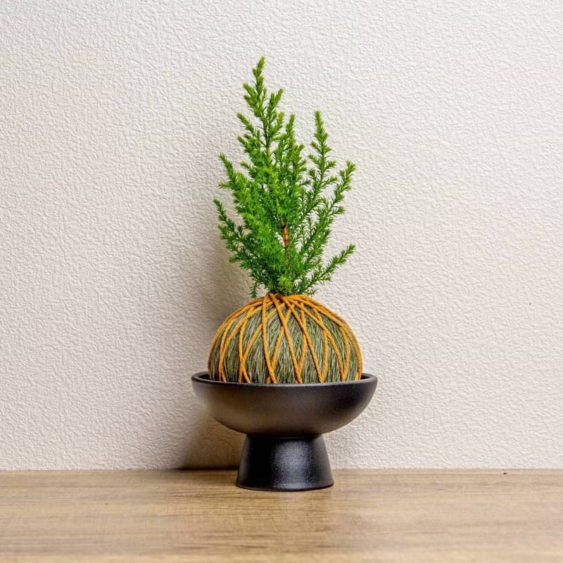 苔球植物 香冠柏墨綠苔球加磨砂高腳缽 苔球 苔玉 禮物 送禮