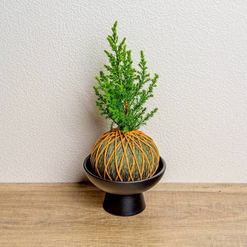 苔球植物 香冠柏墨綠苔球加磨砂高腳缽 苔球 苔玉 禮物 送禮