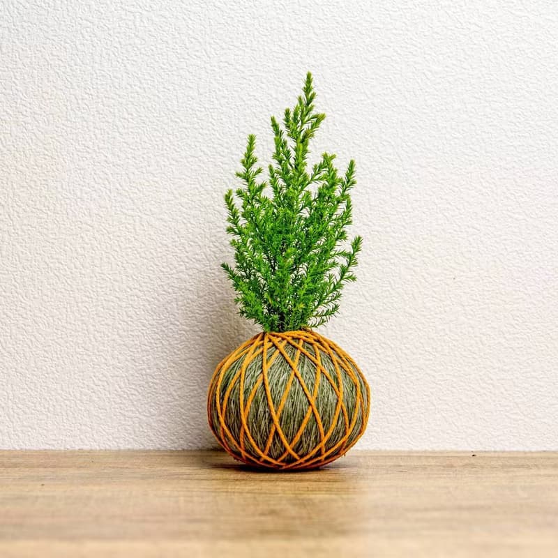 苔球植物 香冠柏墨綠苔球加磨砂高腳缽 苔球 苔玉 禮物 送禮