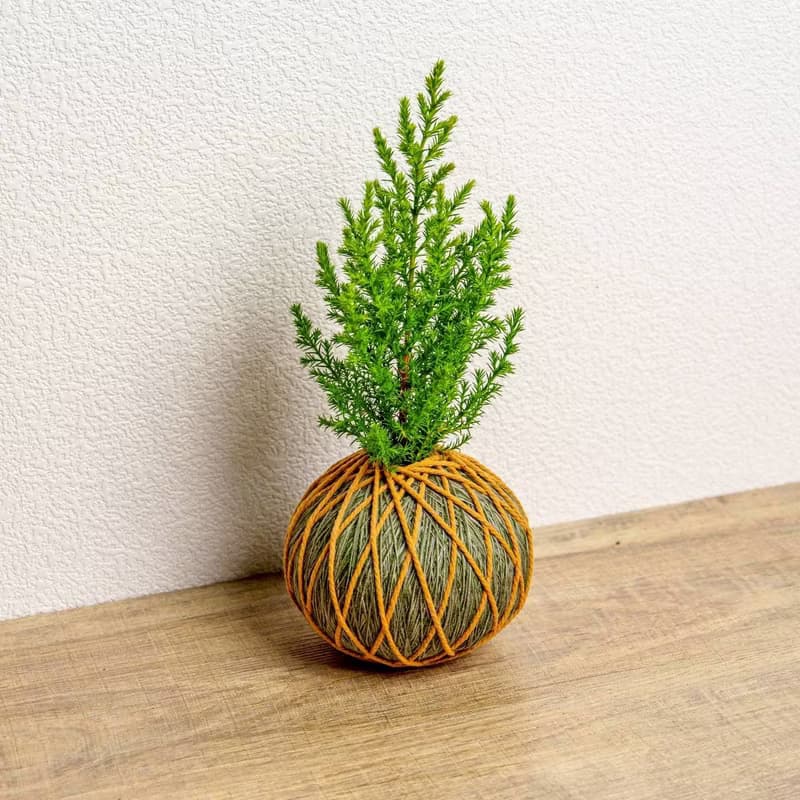 苔球植物 香冠柏墨綠苔球加磨砂高腳缽 苔球 苔玉 禮物 送禮