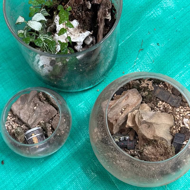 苔蘚生態盆維護服務