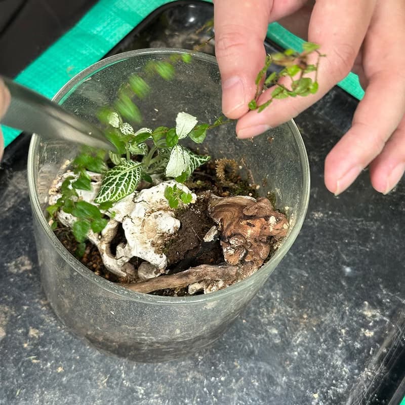 苔蘚生態盆維護服務