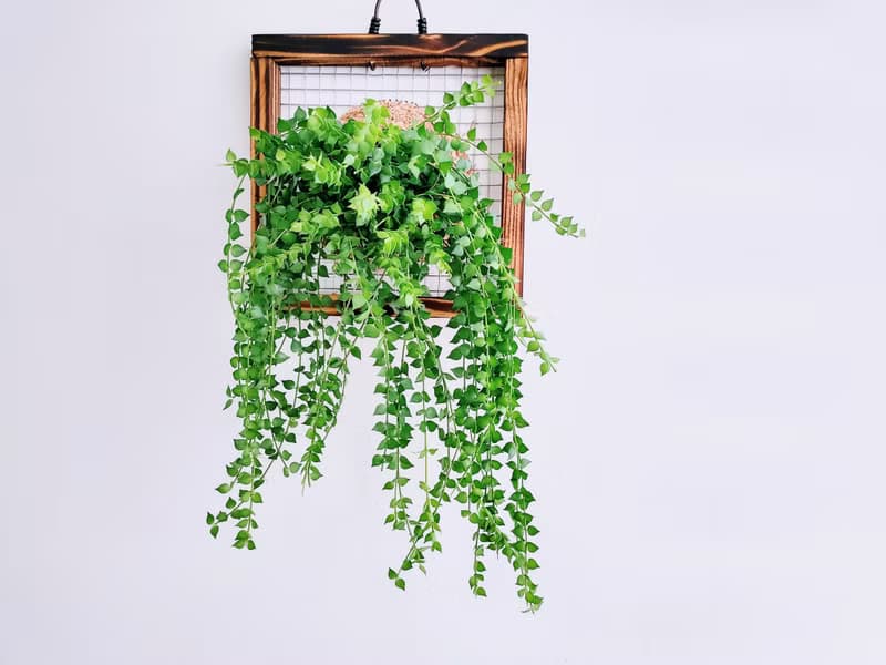 百萬心板植│窗邊植物│陽台植物│觀葉植物│多肉