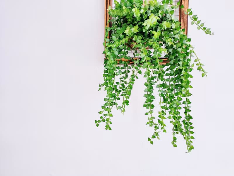 百萬心板植│窗邊植物│陽台植物│觀葉植物│多肉