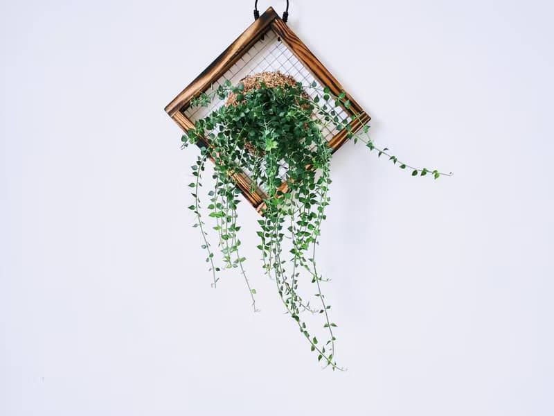 百萬心板植│窗邊植物│陽台植物│觀葉植物│多肉