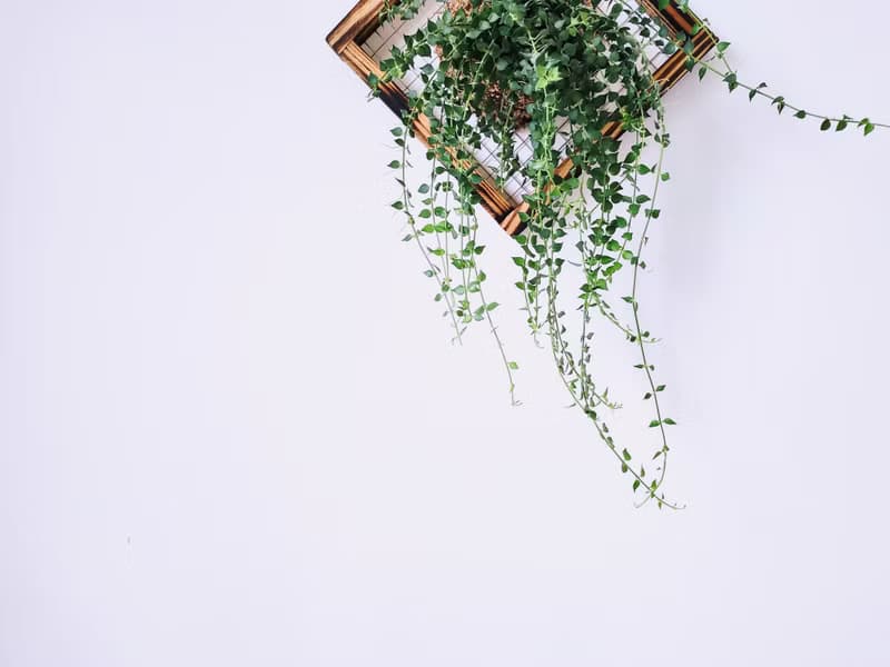百萬心板植│窗邊植物│陽台植物│觀葉植物│多肉