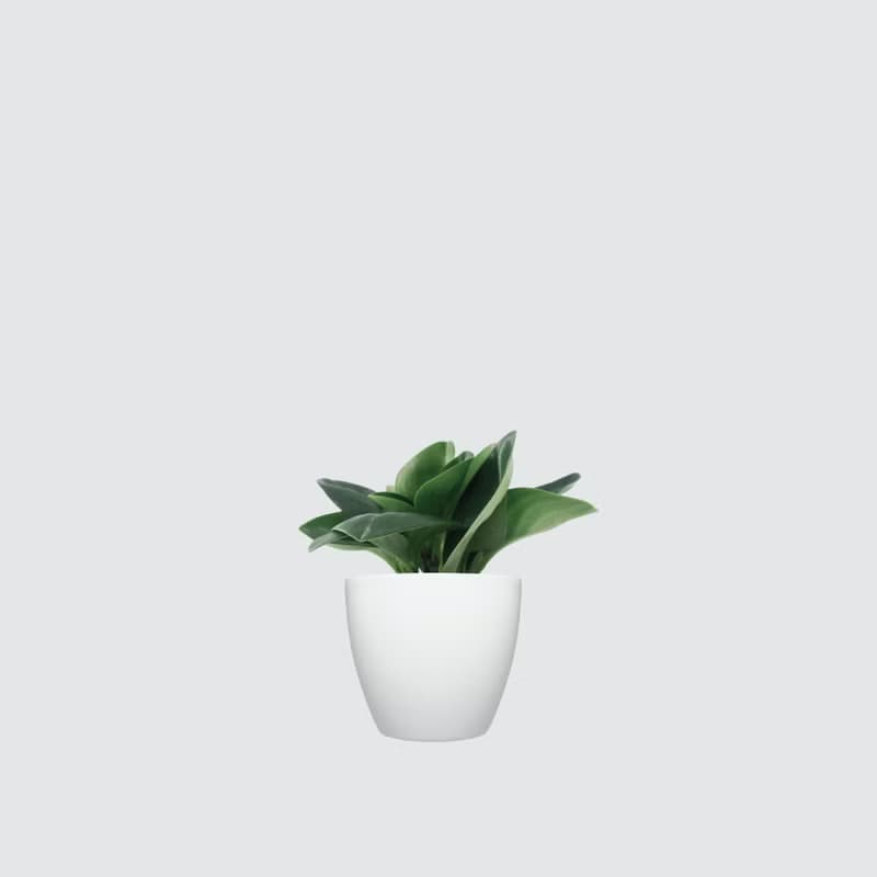│ 犀力系列 │ 圓葉椒草 - 空氣淨化 招財 室內植物 水耕盆栽