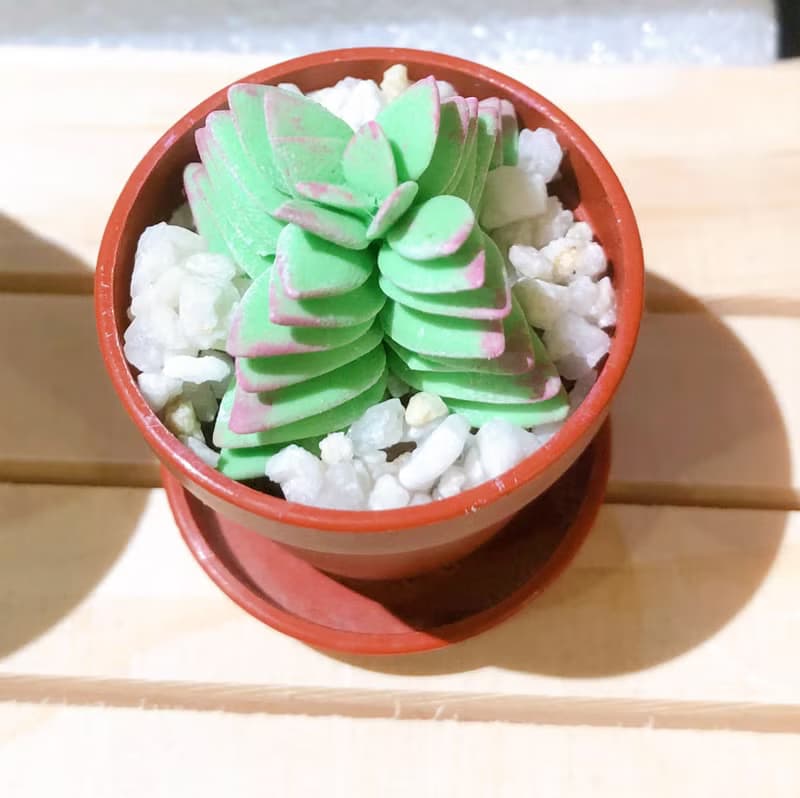 黏土多肉植物 — 茜之塔Crassula corymbulosa