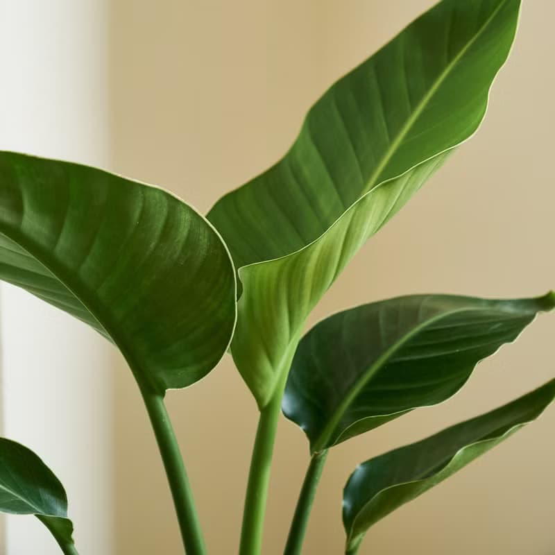 天堂鳥 | 觀葉植物 室內盆栽 空氣淨化 開幕送禮 喬遷送禮 落地款