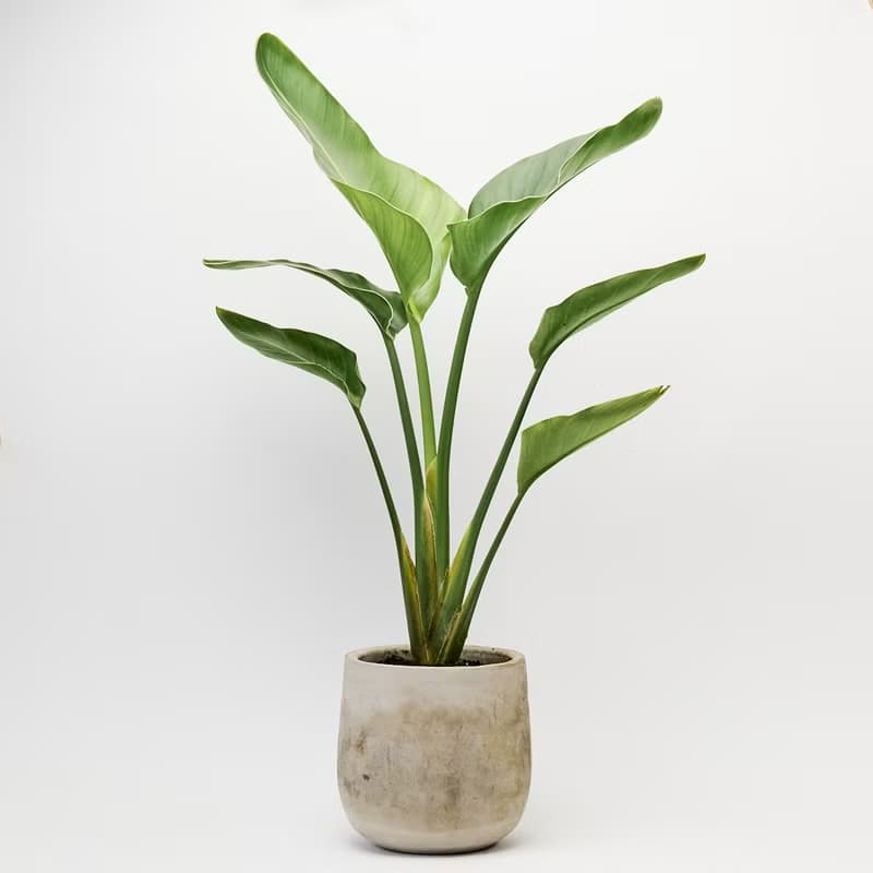 天堂鳥 | 觀葉植物 室內盆栽 空氣淨化 開幕送禮 喬遷送禮 落地款