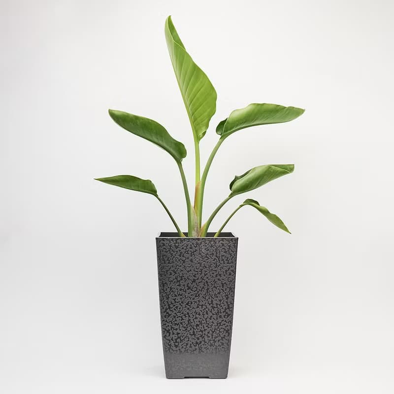 天堂鳥 | 觀葉植物 室內盆栽 空氣淨化 開幕送禮 喬遷送禮 落地款