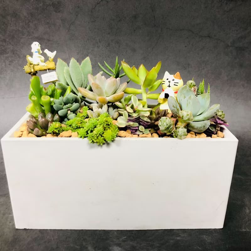 【送禮盆栽】多肉植物/純手工長方水泥盆2款2色/可任選2款飾品