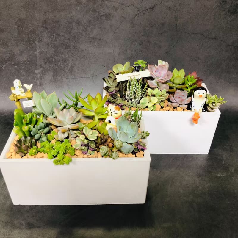 【送禮盆栽】多肉植物/純手工長方水泥盆2款2色/可任選2款飾品