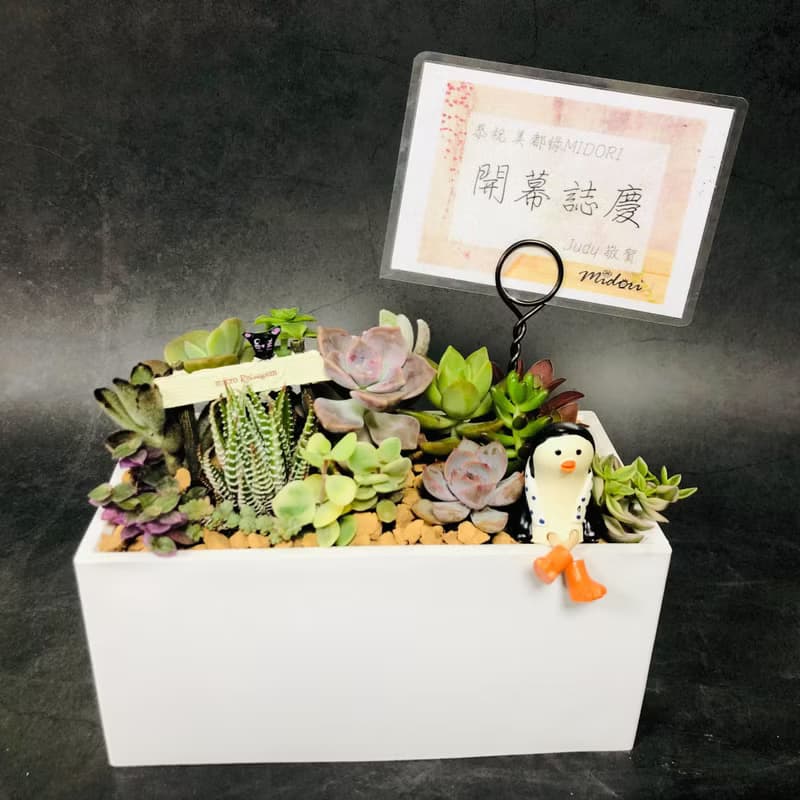 【送禮盆栽】多肉植物/純手工長方水泥盆2款2色/可任選2款飾品